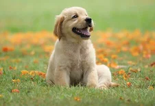 A Reliable Name for Heavy-Duty Waste Solutions